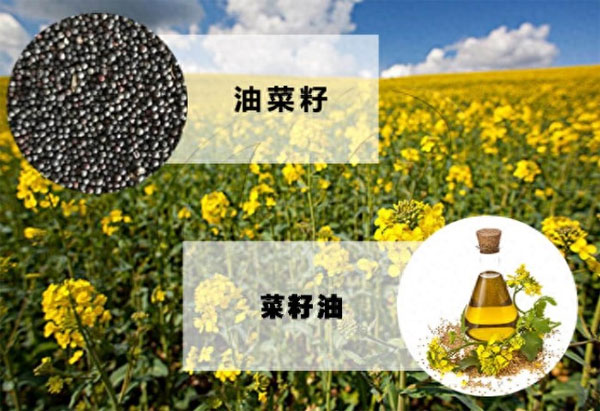 菜籽油