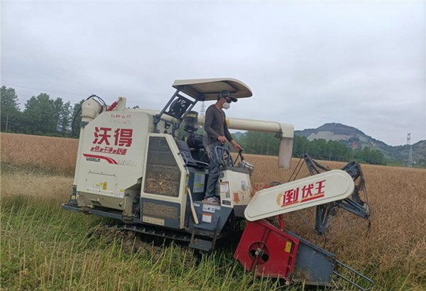 皖南优质菜籽油