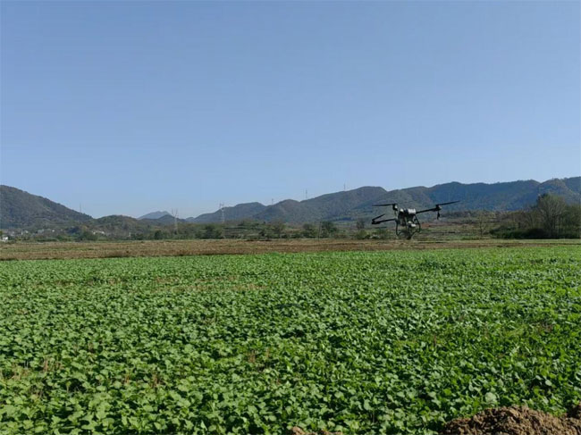 皖南乡村菜籽油