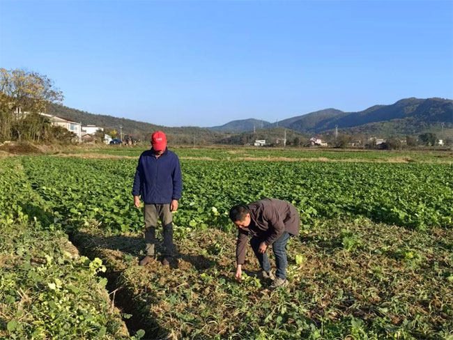 皖南乡村菜籽油